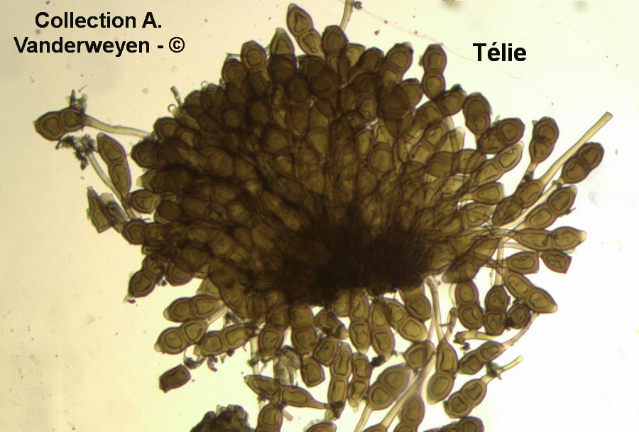 Puccinia phragmitis