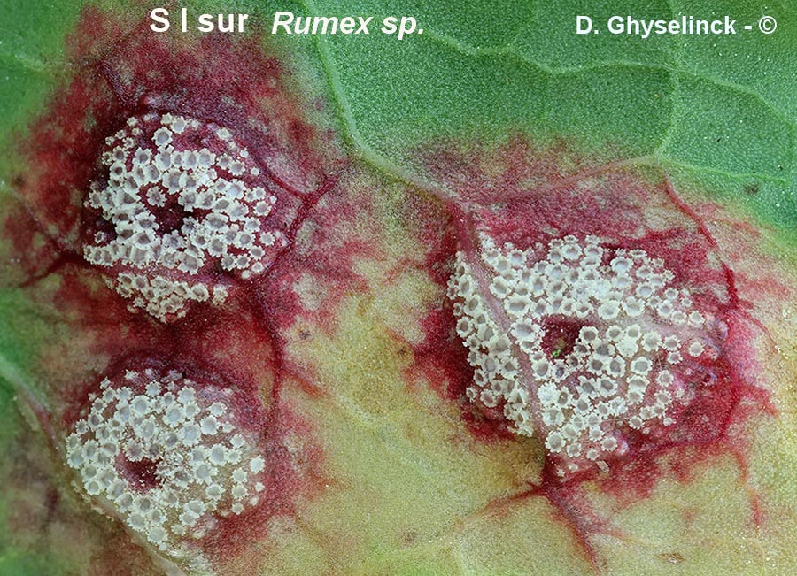 Puccinia phragmitis