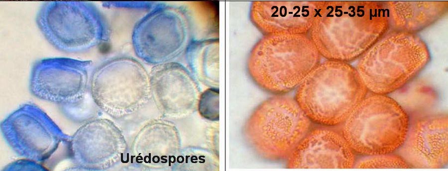 Puccinia phragmitis