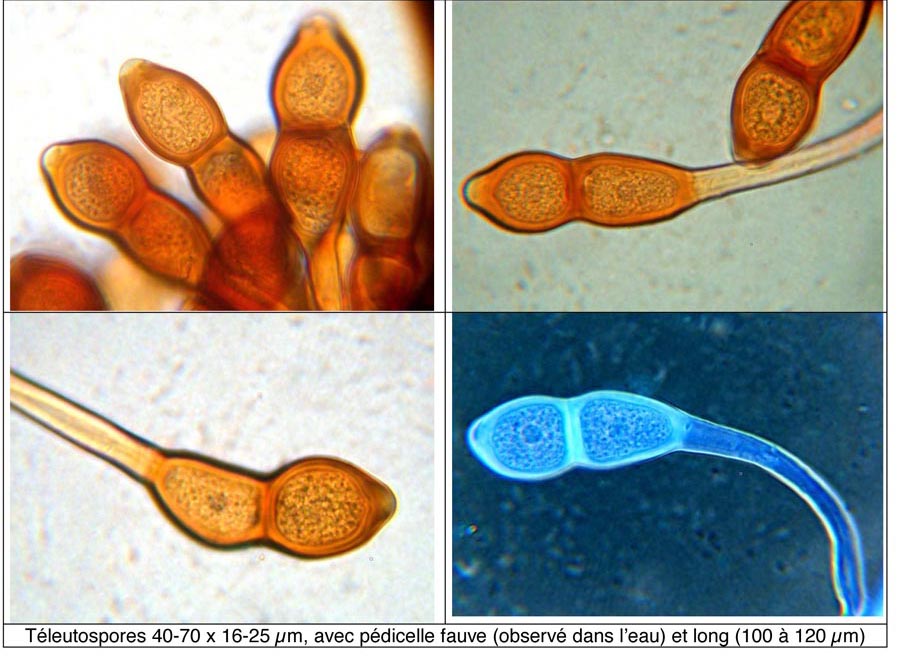 Puccinia phragmitis