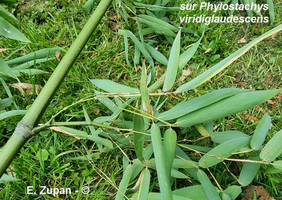 Puccinia phyllostachydis