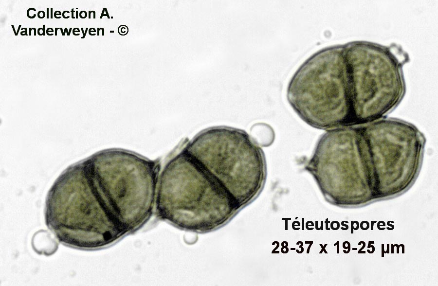 Puccinia pimpinellae