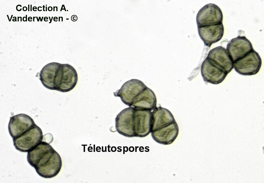 Puccinia pimpinellae