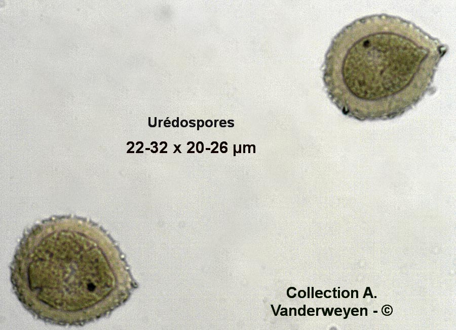 Puccinia pimpinellae