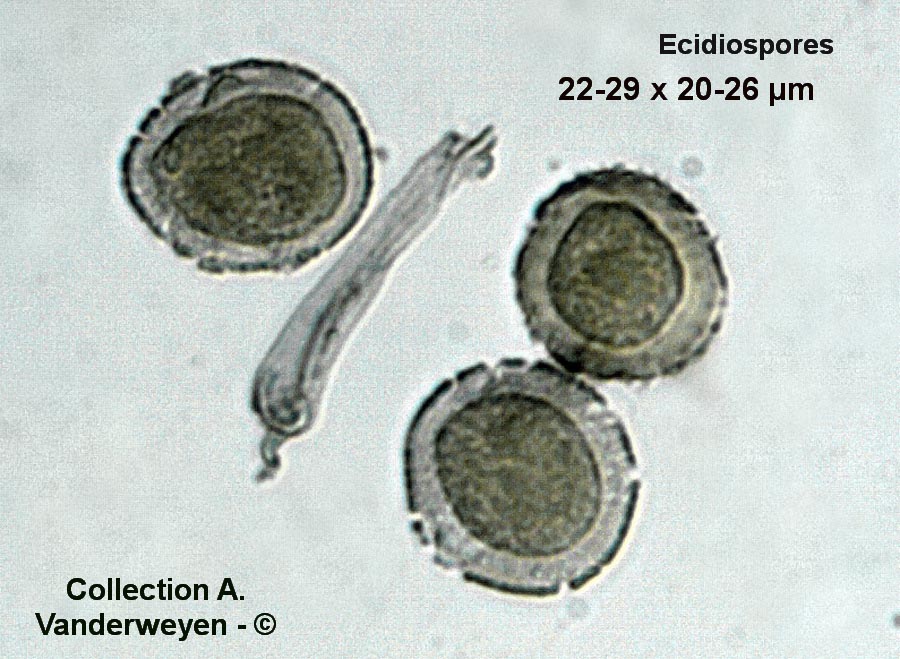 Puccinia pimpinellae