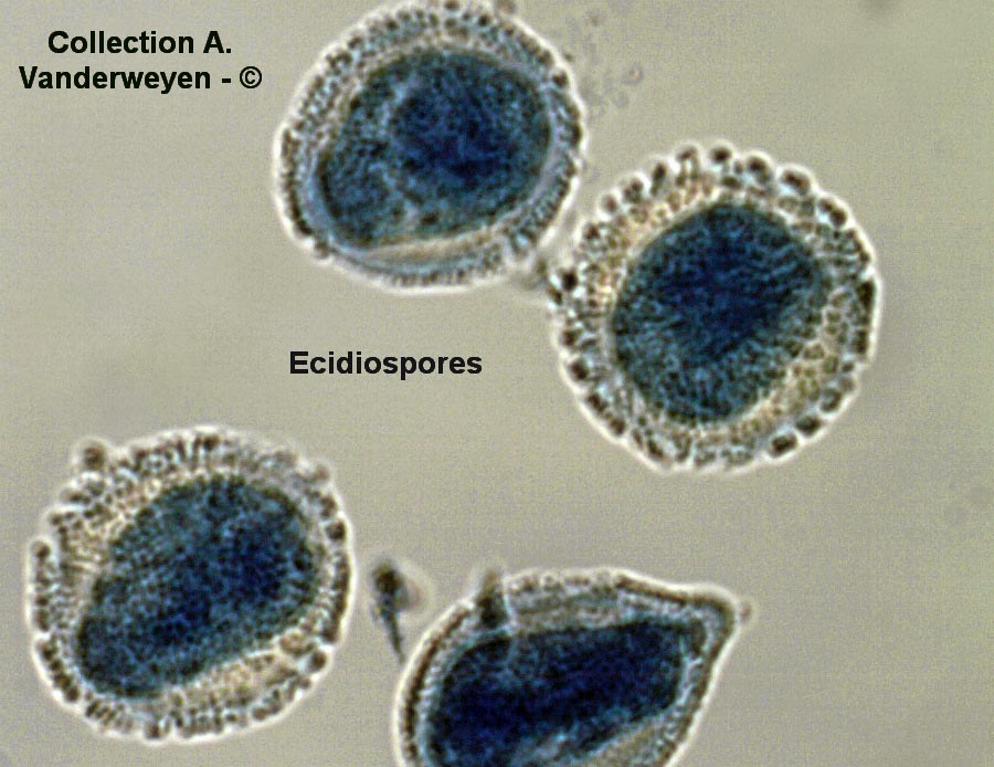 Puccinia pimpinellae