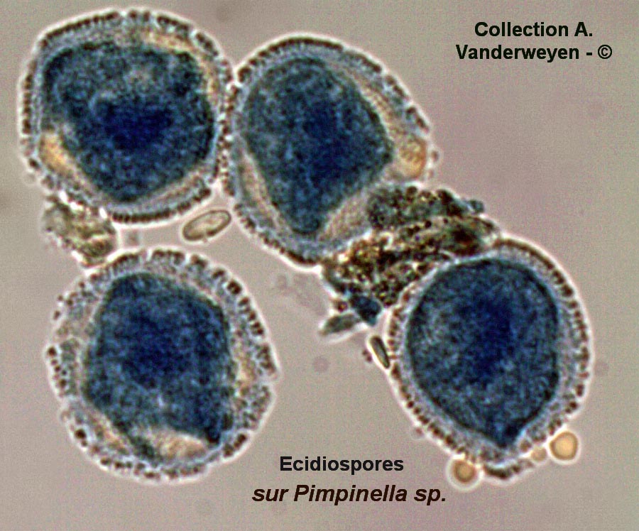 Puccinia pimpinellae