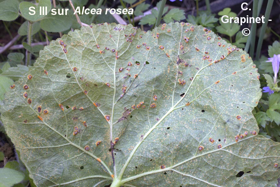 Puccinia platyspora