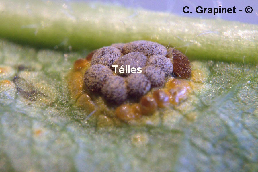Puccinia platyspora