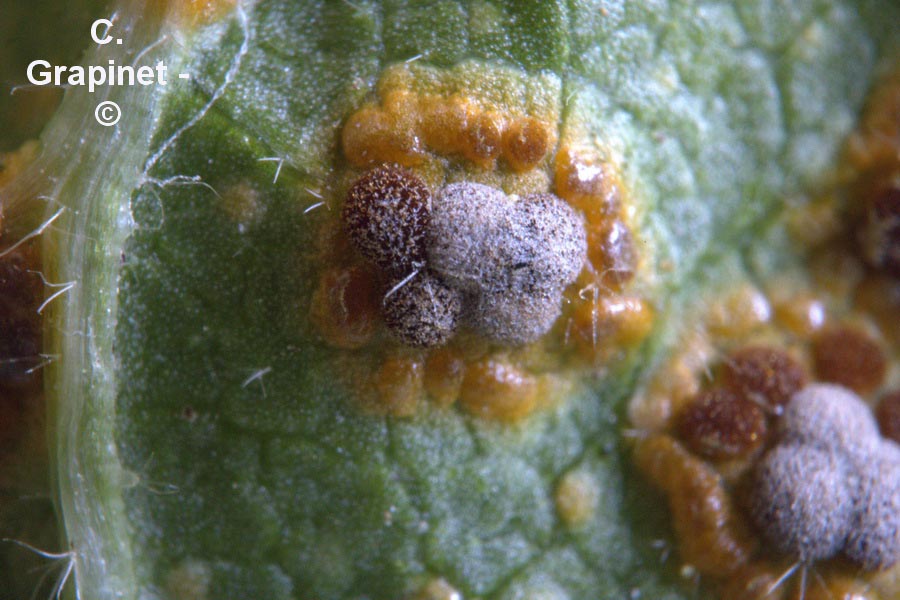 Puccinia platyspora