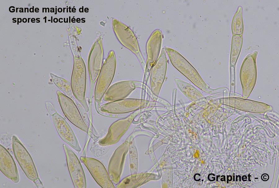 Puccinia platyspora