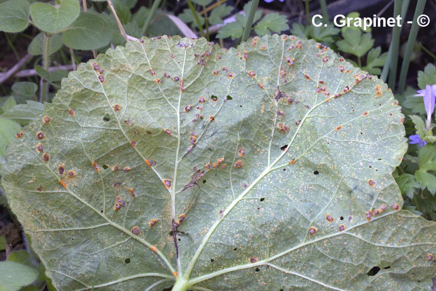 Puccinia platyspora