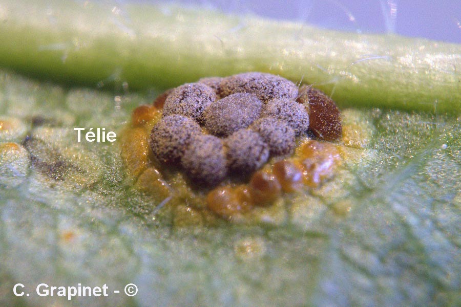 Puccinia platyspora
