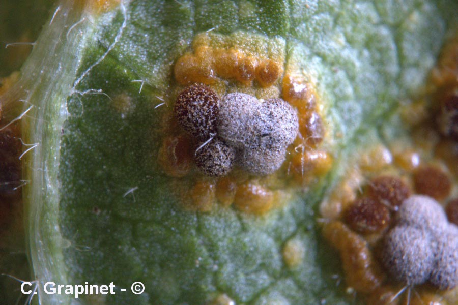 Puccinia platyspora