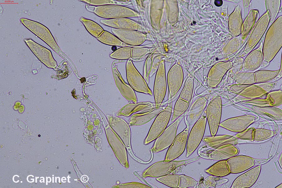 Puccinia platyspora