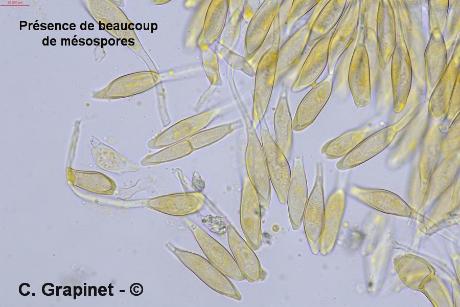 Puccinia platyspora