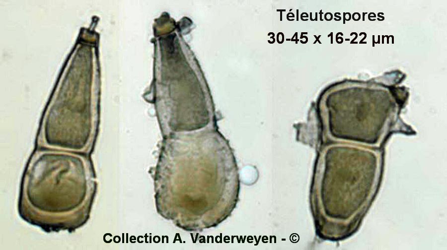 Puccinia poarum