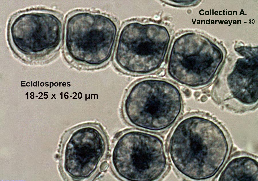 Puccinia poarum