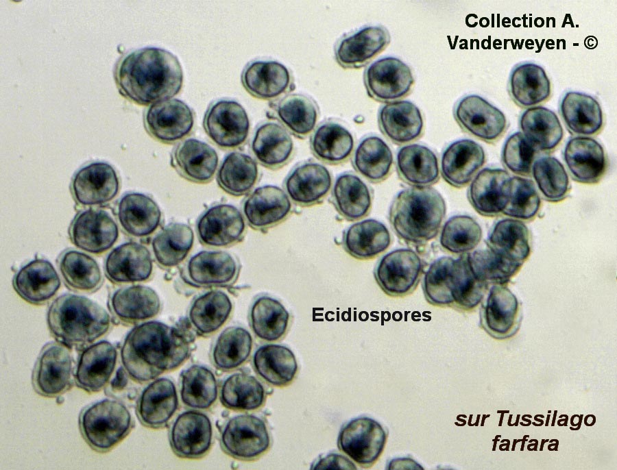 Puccinia poarum