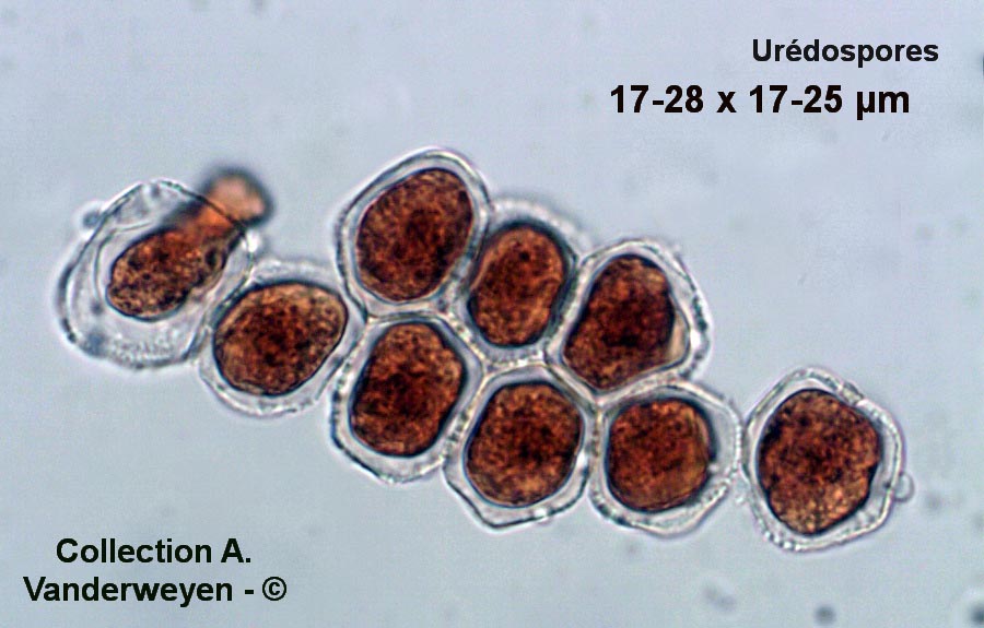 Puccinia poarum