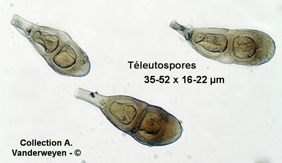 Puccinia polygoni-amphibii