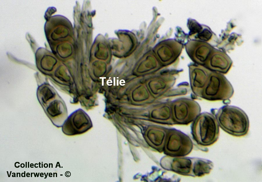 Puccinia polygoni-amphibii