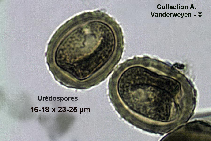 Puccinia polygoni-amphibii