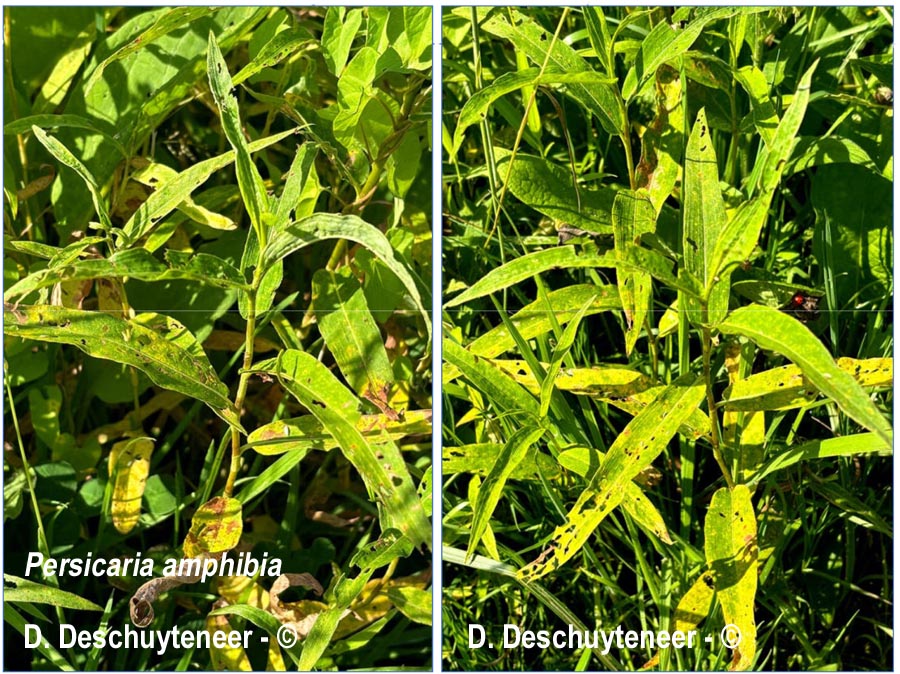 Puccinia polygoni-amphibii