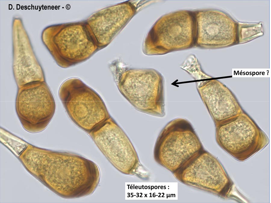 Puccinia polygoni-amphibii