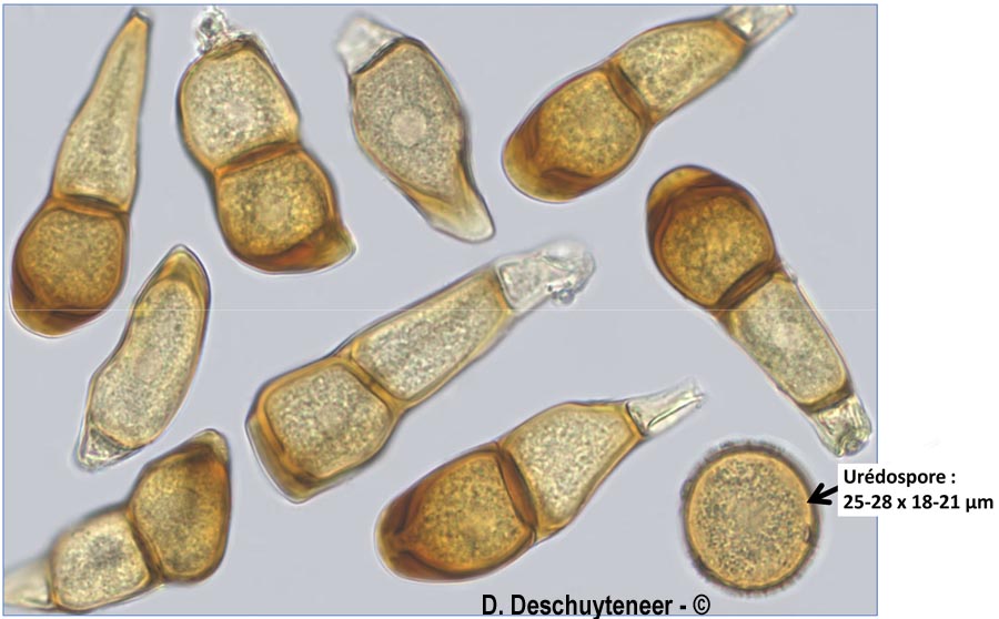 Puccinia polygoni-amphibii