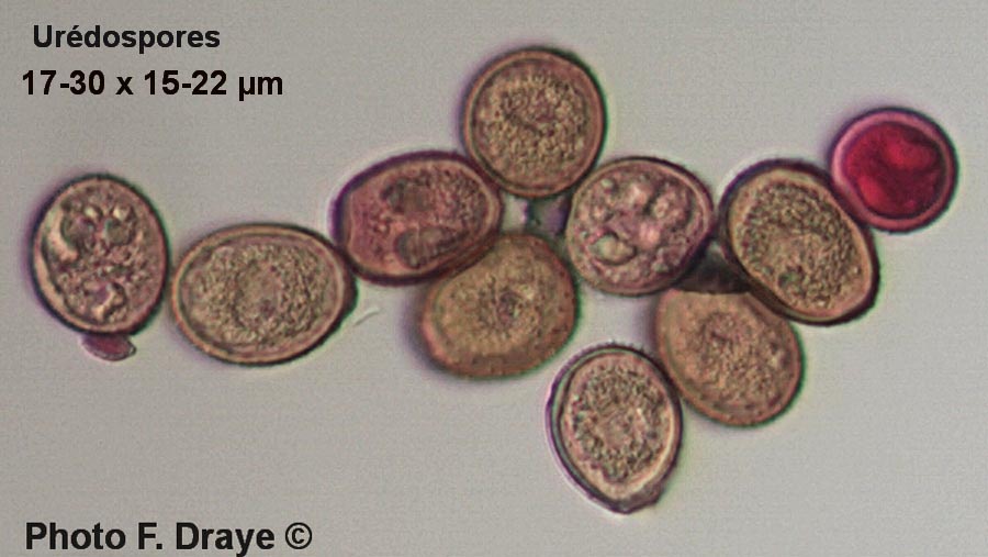 Puccinia polygonii-amphibii