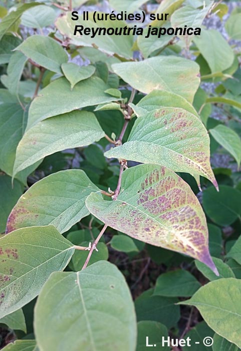Puccinia polygoni