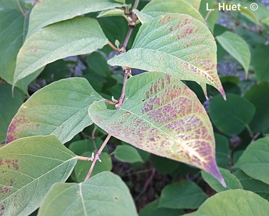 Puccinia polygoni