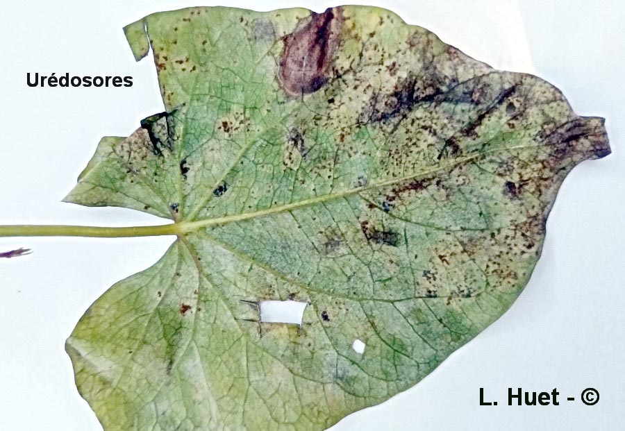 Puccinia polygoni