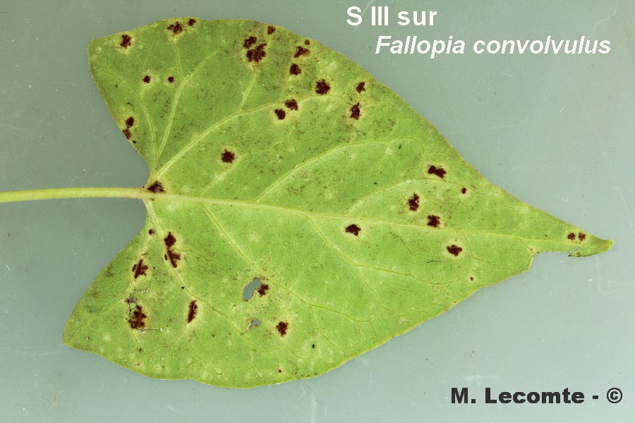 Puccinia polygoni