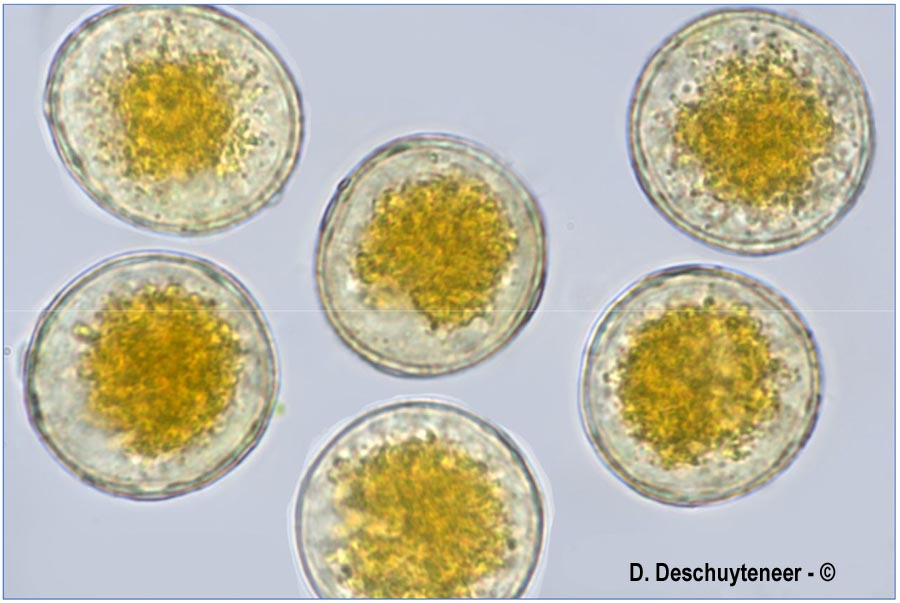 Puccinia porri