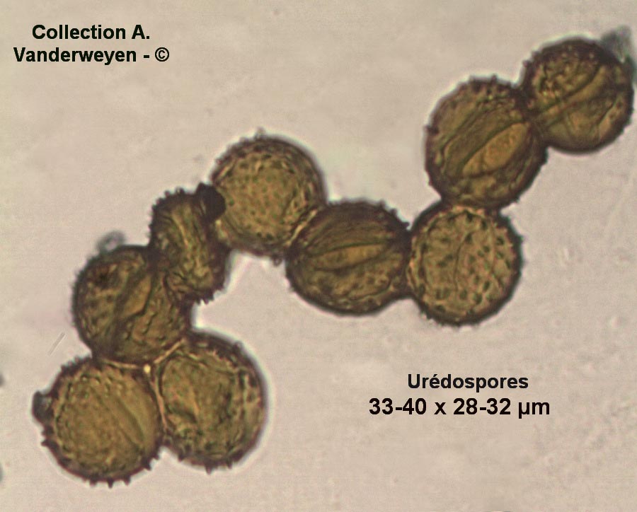 Puccinia prenanthis