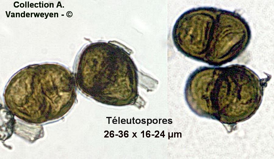 Puccinia maculosa