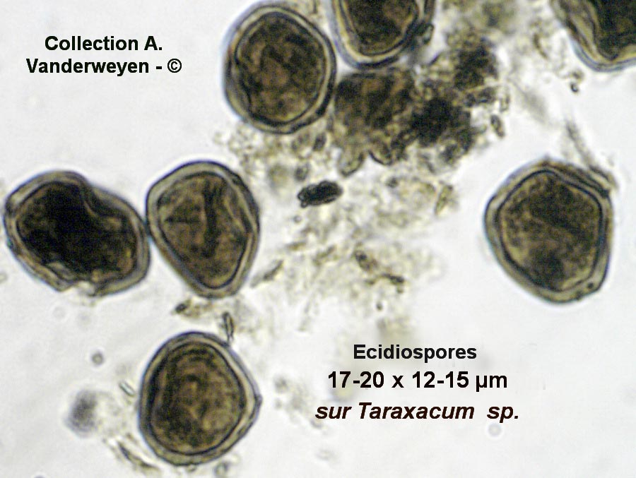 Puccinia maculosa