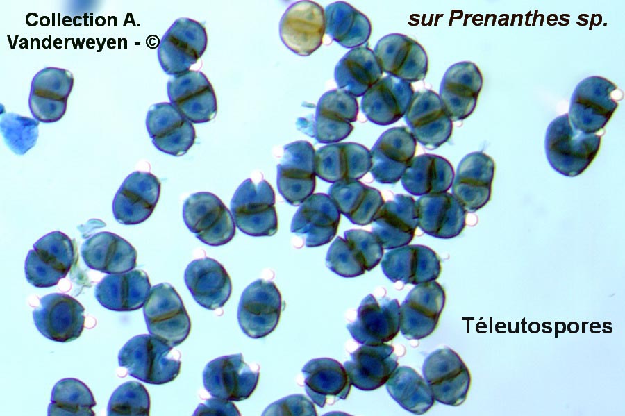 Puccinia maculosa