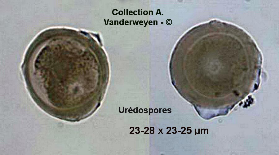 Puccinia ptarmicae