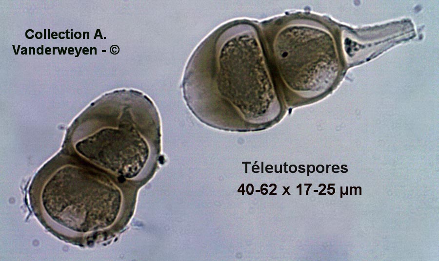 Puccinia ptarmicae