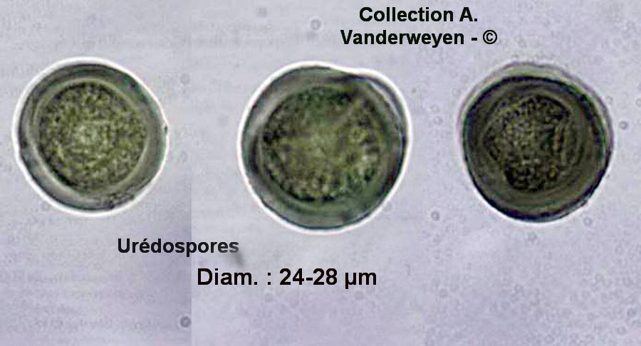 Puccinia pulverulenta