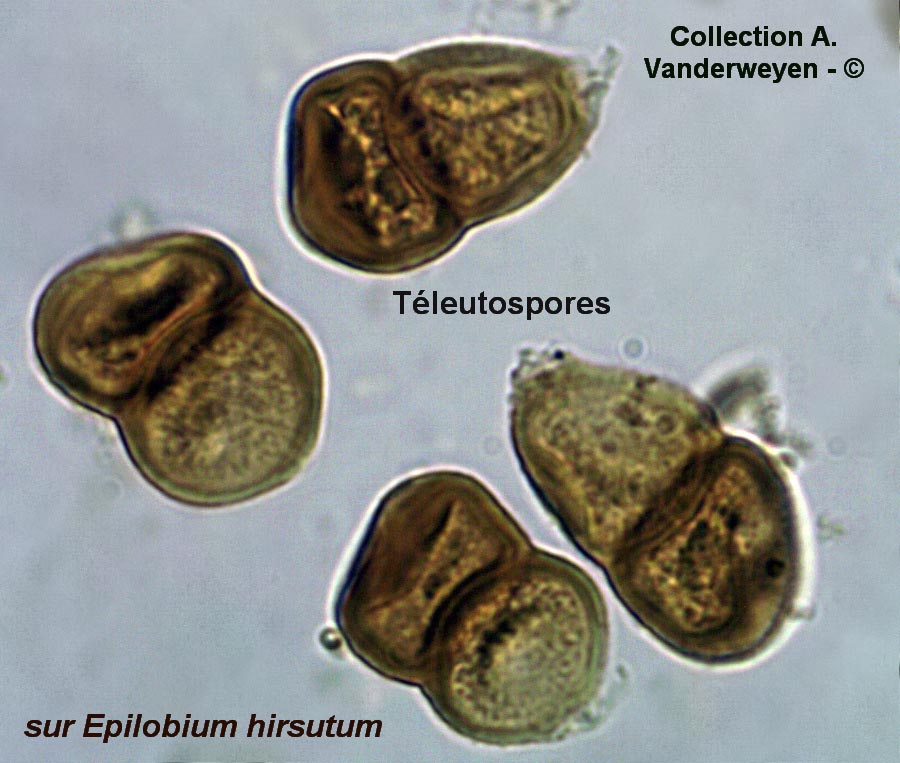 Puccinia pulverulenta