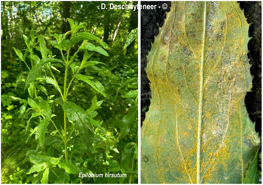 Puccinia pulverulenta