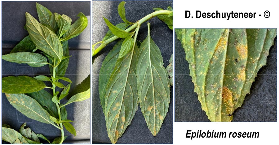 Puccinia pulverulenta