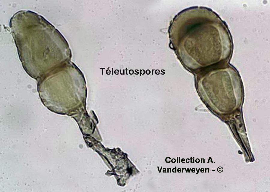 Puccinia asperulae-odoratae (Puccinia punctata)