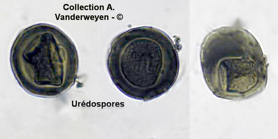 Puccinia punctata