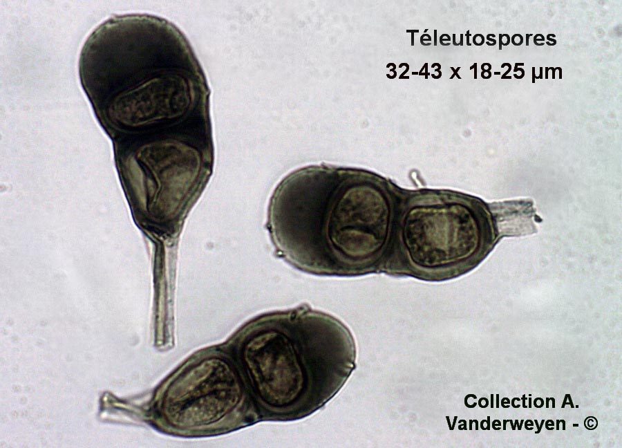 Puccinia punctata