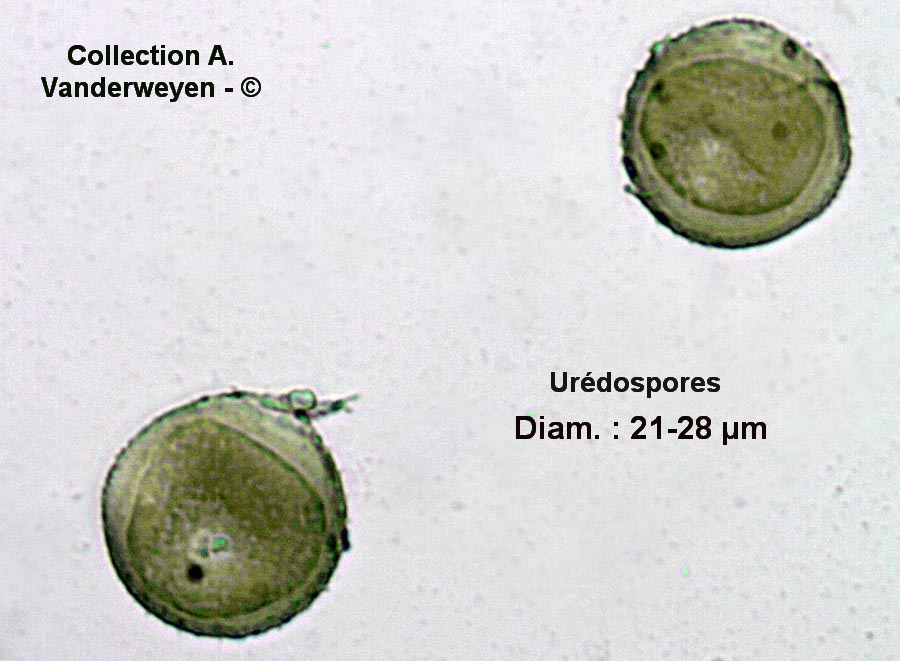 Puccinia punctiformis (Puccinia obtegens)